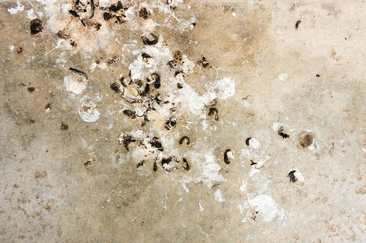Guide to Cleaning Bird Droppings