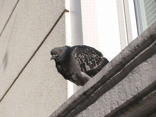 Protect Your Window Ledges from Pest Birds