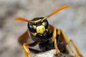 Wasps and Hornets